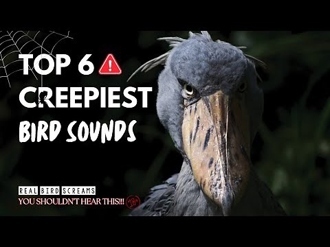 Top 6 Creepiest Bird Sounds Ever Recorded — Listen Before You Sleep (If You Dare)