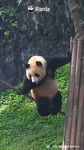 It seems simple, but do you think you can keep the balance like a panda does if you don’t have any Kung Fu training before? (Xi Yue) #HiPanda #PandaMoment #CCRCGP | iPanda