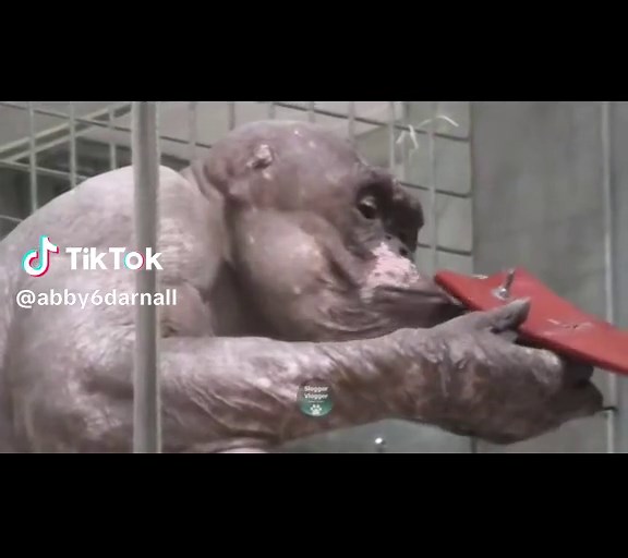 abby darnall on TikTok