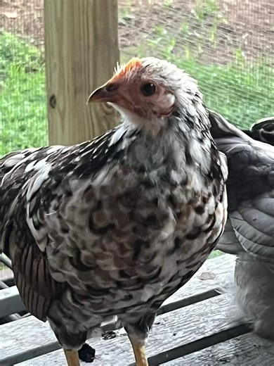 Mollycoddle Chickens- some of my ladies and the gent at the end, I can’t even tell you how much joy they bring me #chickens #mollycoddlechickens #raisingchickens #layinghens