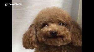 This poodle can smile on demand