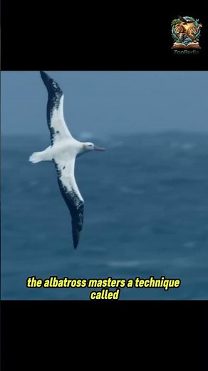 The Bird That Flies Without Flapping Its Wings for Hours: Albatross! 🦅🌬️