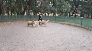 23 reactions · 10 comments | Genetics are fascinating. This kelpie cross Jack Russell has the markings of a kelpie and the size and instinct of a JR and wasn't quite sure what to make of the sheep. | Herding Dog Training Melbourne. | Facebook