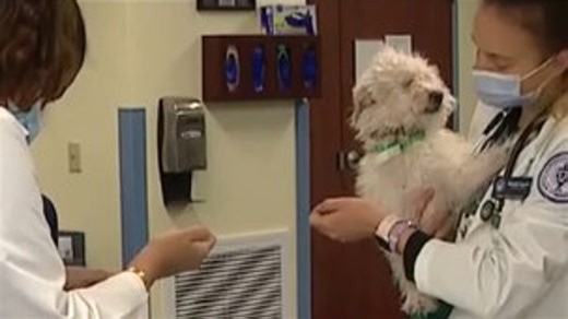 More pet owners turning to AI