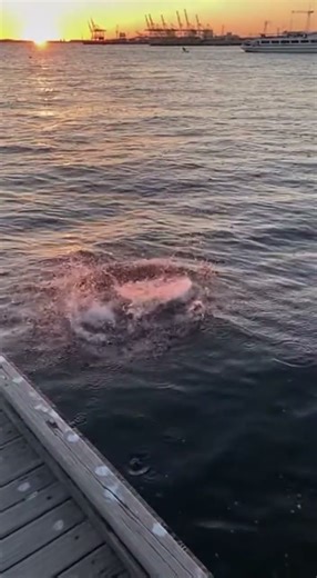 Pelican Misses the Fish, Hits the Water