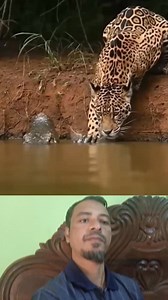 কুমিরটা বাঘটাকে পানিতে নিয়ে গেল। #Amazing #OMG #reels #BMW #foryou | BSL Saokat TECH 30