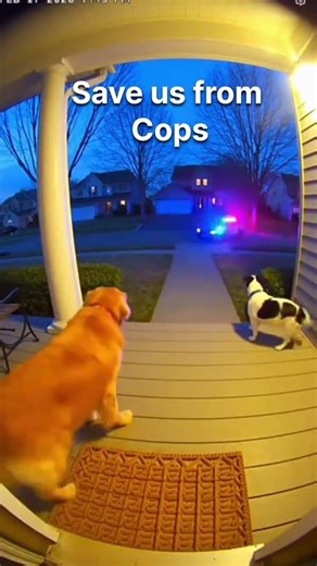 Santa's Dog & The Cops! 🎅🐕 #shorts #dog #santa