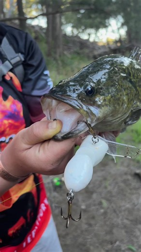 First Ever Cod Caught on Surface Fishing