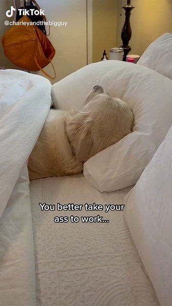 My personal alarm clock… #ShowUrGrillSkillz #fyp #foryoupage #foryou #work #morning #dog #dogmom #dogsoftiktok