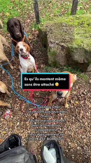 Je vous ferez un un tour plus détaillé du camion la semaine prochaine :) * je suis Dog sitter * ce ne sont pas tous les chiens * seul le malinois Get et Skoll le chien loup m’appartienne :) * les cages viennent de chez EASY BOX DOG en Belgique 🇧🇪