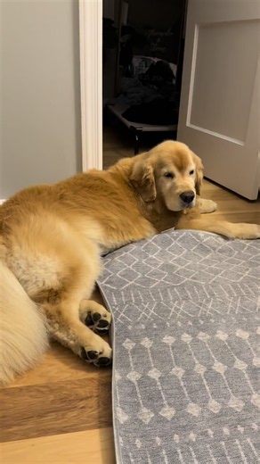 Maverick Bradley (@maverickthegolden)’s video of marley the dog