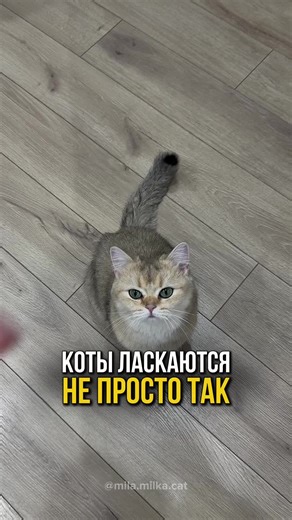 Коты ласкаются не просто так 🐱 🔗 Что за порода? Как правильно ухаживать? Отвечаем на ваши вопросы в нашем телеграм канале, ссылка в шапке профиля, переходите и подписывайтесь #кошка #кот #кошки #котенок #коты