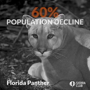 Are you one of the 84% of Americans who support the Endangered Species Act? Anti-environmental lawmakers and the profit-hungry fossil fuel industry are trying to weaken crucial protections for wolves, manatees & more so they can destroy more critical ecosystems for oil and gas extraction. The Sierra Club is fighting against these attacks to defend the iconic animals who need our help. | Sierra Club
