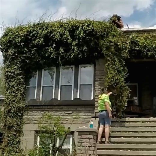 Extreme Overgrown Vine Removal Start to Finish | Free Lawn Care