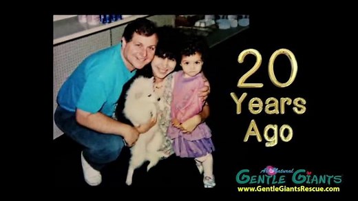 Gentle Giants TV Spot, 'Super Premium Dog Food'