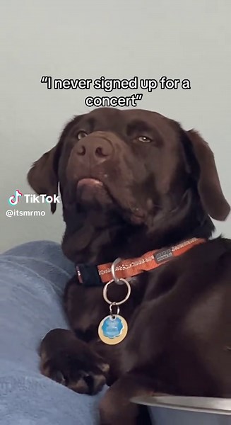 Understanding Dog Facial Expressions