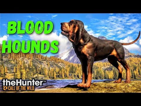Bloodhounds Everything You Need To Know and How They Work! | theHunter Call of the Wild
