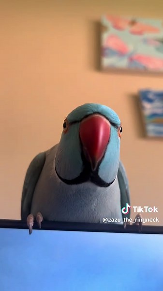Zazu the Parrot's Fun Laptop Antics