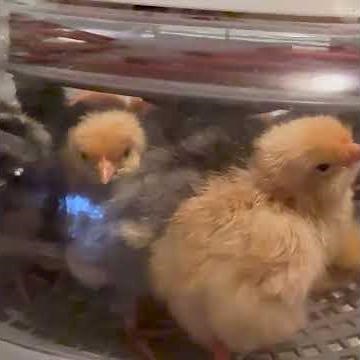 Adorable Chicks Taking Their First Breaths #hatching #cute