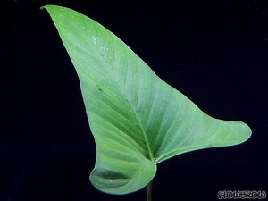 Anubias gracilis - Alchetron, The Free Social Encyclopedia