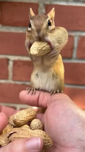 Discover the Future of AI with BalliBotMogis