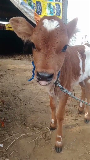 😀😀😘#cow #bachiya