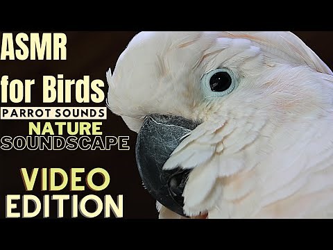 ASMR for Birds | Cricket & Parrot Sounds Nature Soundscape | HD Parrot TV | 3+ Hours Bird Room TV