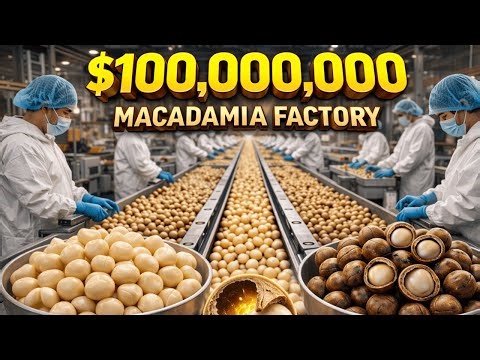 Inside a $100,000,000 Macadamia Factory | The Full Process You’ve Never Seen