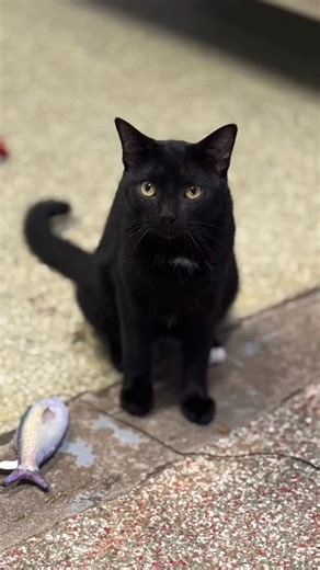 Abandoned Pet Rescue on Instagram: "This meowning, Meet Halo! ☀️🐈‍⬛🤍 Halo is a striking black cat with a tiny splash of white on his chest and the very tip of his tail, like he was gently dipped in paint! For weeks, Halo lingered near the front of the shelter, always just out of reach. He was curious but cautious, watching from a distance as we left food out for him each day. With time, patience, and a little luck, we were finally able to bring him inside and we are so glad we did. Now safe, H