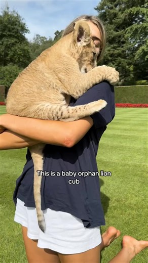 This is a baby orphan lion cub #monkey #kingkong #animals ｜ Freya Asp | Matthew H Pinnell