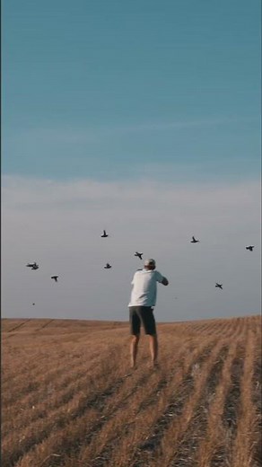 Cocker Spaniels Flushing Huns!