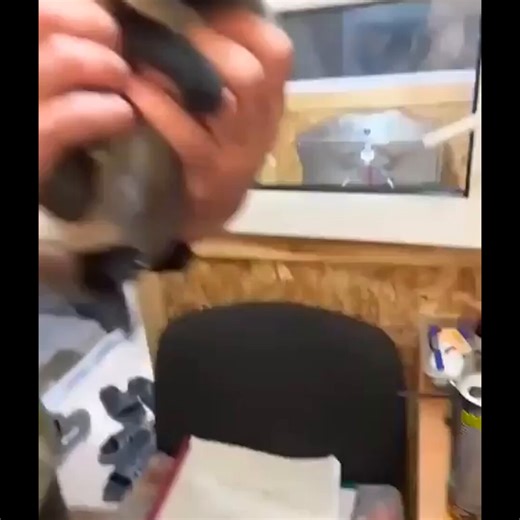 A guy wanted to adopt a cat, but he wouldn't leave his brother's side, so he had to take both of them