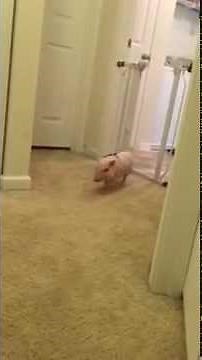 Mini Pig Runs Like Crazy