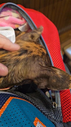 Kona enjoying the celery from daddy's wings but wings too spicy. So celery have ro do!!! | Jake Shmoo Cable | Facebook