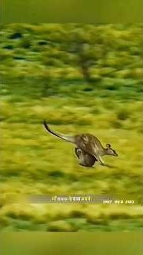 शिकारी कुत्तों के डर से कंगारू ने अपना बच्चा गिरा दिया | Kangaroo Vs Wild Dogs | #animals | #shorts