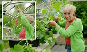 Carol Klein shares tips for supporting cucumber plants