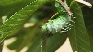 Big green worm (Atlas moth) on tree, worms are eating leaves to accumulate energy during the body of a butterfly.