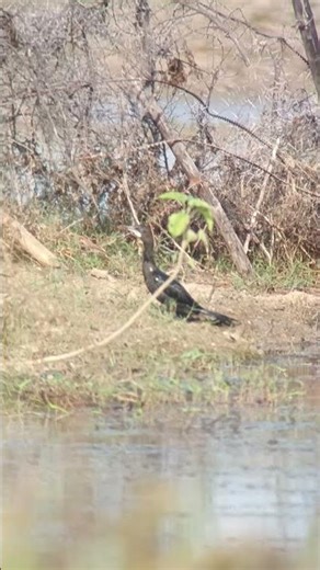 Great cormorant with good appetite, everything has spirituality, cormorant fishing, rare