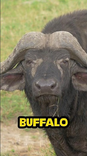 Amazing Buffalo Facts You Didn’t Know!
