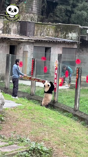 The Best Funny Panda Show Moments