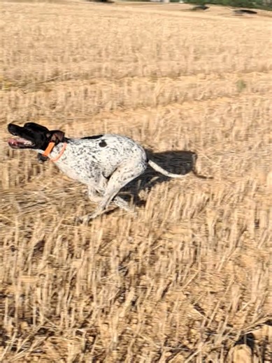 VLADIMIR, 😍✌️. #englishpointer #pointeringlés #pointeranglais #pointer #competition