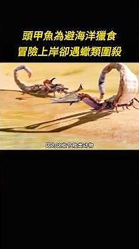 A prehistoric softshell turtle, making its first appearance on land, was surrounded and forced to...