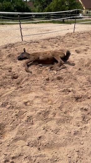 10K views · 550 reactions | Yes life is really hard 殺殺 More about us  https://linktr.ee/valentina.arabians #araberpferd #vollblutaraber #araberfohlen #arabianhorse #arabianfoal #thoroughbred #thoroughbredsofinstagram #straightegyptian | Valentina Arabians | Facebook