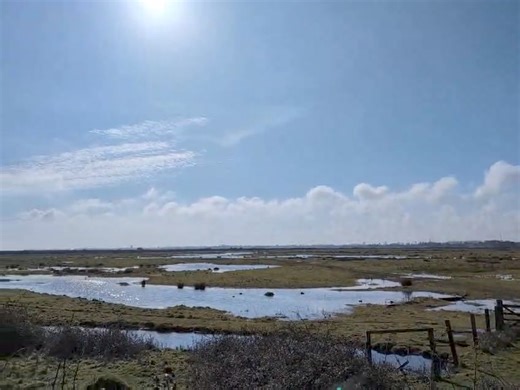 Lapwings displaying at our nature reserves. Males put on dramatic aerial displays, tumbling through the air, accompanied by their piercing 'peewit' call, which gives them their other, common name: peewit. | Hampshire and Isle of Wight Wildlife Trust