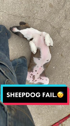 Lucy Sheepdog Not Impressed with 4am Lamb Checks