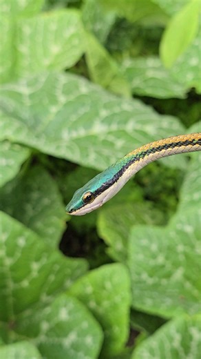 Garcia Ken on Instagram: "🐍 Parrot Snake (Leptophis ahaetulla) A remarkable arboreal colubrid widely distributed from Mexico to South America, thriving in tropical forests, edges, and secondary growth habitats. Adaptations: . Binocular-like vision from its large eyes for precision when striking at fast prey. ◦ Green, leaf-like coloration provides camouflage in the canopy. • Mild venom (rear-fanged) is harmless to humans but effective in immobilizing small prey. Ecological Role: Parrot sn