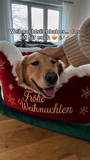 Schick das an die Hundemama, die sich darüber riesig freuen würde 🎁🎄🐶 #dog #christmas #pets