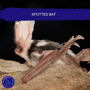 1.6K views · 233 reactions | We're all ears for the high-pitched chirps of the spotted bat. ⁠These echolocation calls have been slowed down to 1/8 the speed to be within the human hearing range. batcon.org/euderma-maculatum Michael Durham/Minden Pictures | Bat Conservation International | Facebook