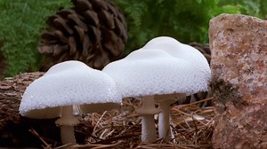2.4K reactions · 625 shares | 5th Year Anniversary! Watch Fantastic Fungi Today on The Louie Channel, by Director Louie Schwartzberg. Narrated by Brie Larson, Fantastic Fungi is a descriptive time-lapse journey about the magical, mysterious and medicinal world of fungi and their power to heal, sustain and contribute to the regeneration of life on Earth that began 3.5 billion years ago. | Fantastic Fungi | Facebook