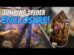 Jumping Spider Enclosure Setup: Easy DIY Build!